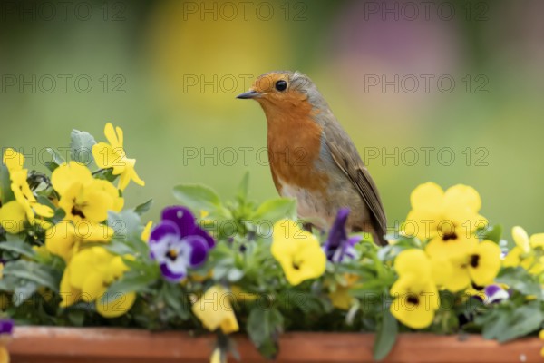 European robin (Erithacus rubecula) adult garden bird on a plant tub with Pansy or Viola flowers in