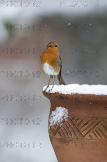 European robin (Erithacus rubecula) adult garden bird on a snow coverd plant pot in winter,