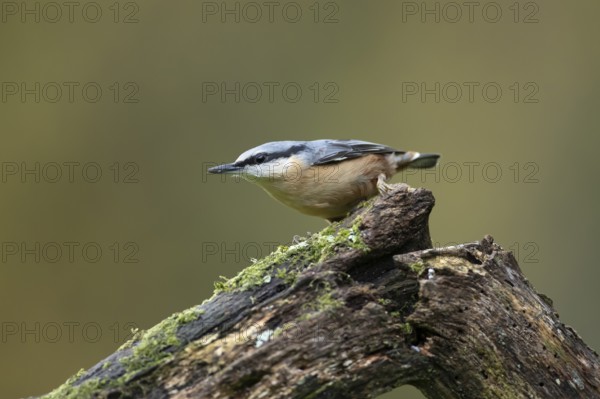 Eurasian nuthatch (Sitta europaea) adult bird on a tree branch in a woodland in autumn, Wales,