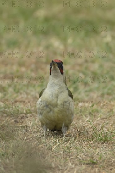 Green woodpecker (Picus viridis) adult bird on a garden grass lawn in summer, England, United