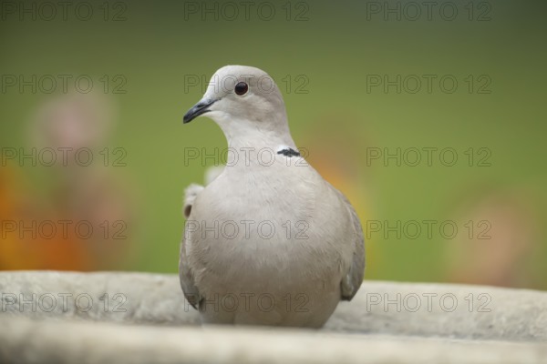 Collared dove (Streptopelia decaocto) adult garden bird in a bird bath in spring, England, United