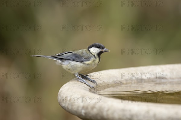 Great tit (Parus major) adult garden bird drinking water from a bird bath in summer, England,