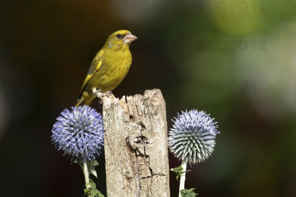 Greenfinch (Chloris chloris) adult male garden bird on a wooden post in summer, England, United