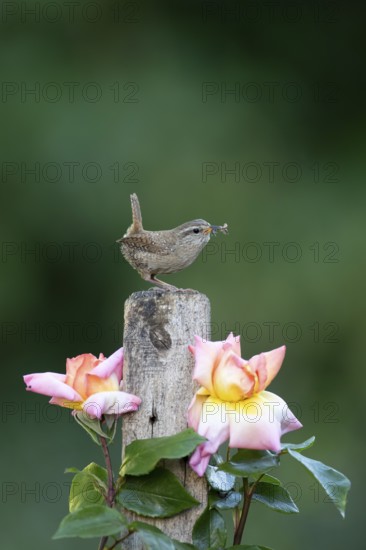 Eurasian wren (Troglodytes troglodytes) adult bird on a garden fence post with food in its beak in