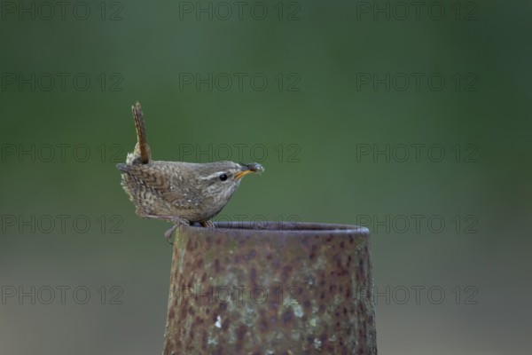 Eurasian wren (Troglodytes troglodytes) adult bird on a piece of metal in a garden with food in its