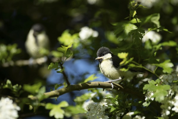 Great tit (Parus major) juvenile baby fledgling garden bird in a tree in summer, England, United