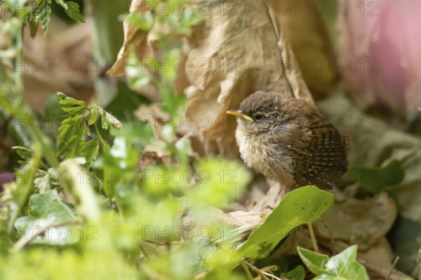 Eurasian wren (Troglodytes troglodytes) juvenile baby bird fledgling in a garden in summer,