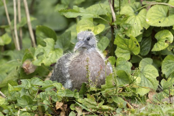 Wood pigeon (Columba palumbus) juvenile baby squab bird in a garden in summer, England, United