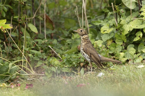 Song thrush (Turdus philomelos) adult garden bird in a flower border in summer, England, United