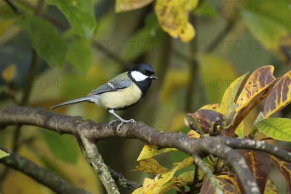 Great tit (Parus major) adult garden bird on a Magnolia tree branch amongst autumn colour leaves,