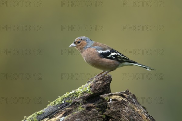 Eurasian chaffinch (Fringilla coelebs) adult male garden bird on a tree stump in autumn, England,