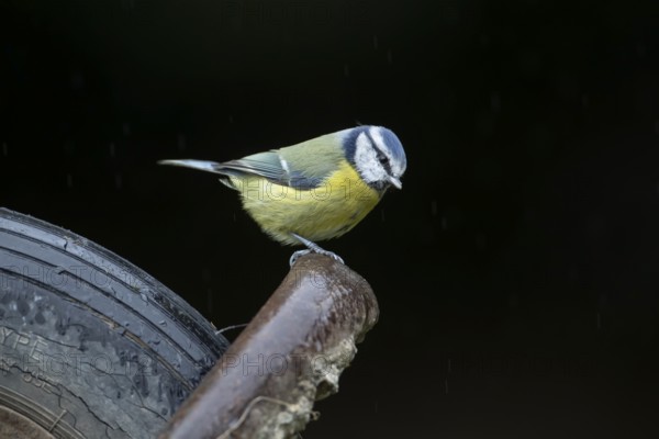 Blue tit (Cyanistes caeruleus) adult garden bird on a wheel barrow, Wales, United Kingdom