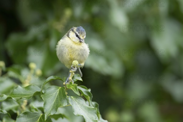 Blue tit (Cyanistes caeruleus) adult garden bird on an Ivy tree flower bud in summer, England,
