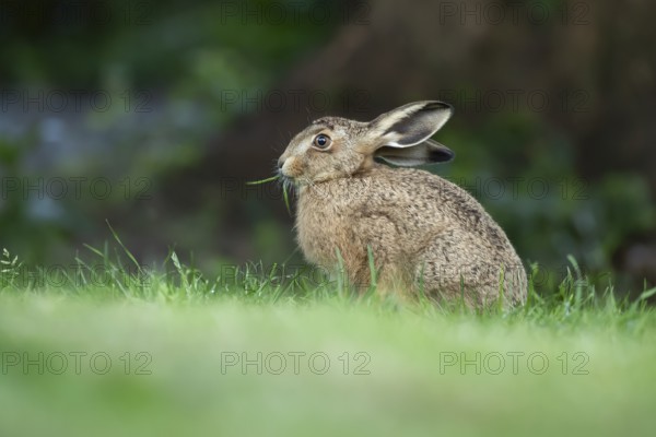 European brown hare (Lepus europaeus) adult wild animal feeding on a garden grass lawn in summer,