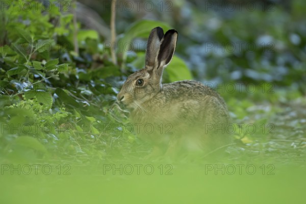 European brown hare (Lepus europaeus) adult wild animal in a garden in summer, England, United