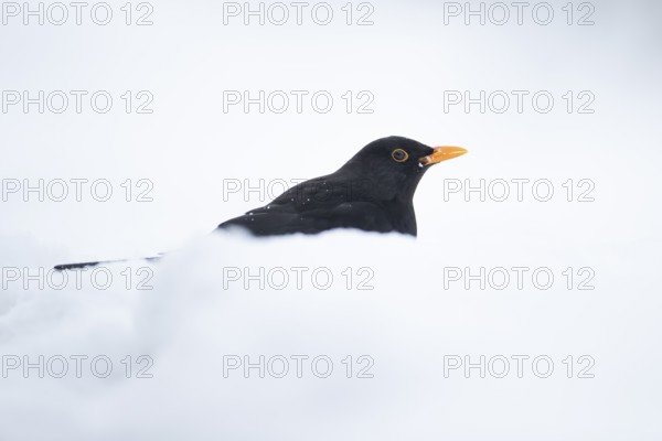 Eurasian blackbird (Turdus merula) adult male garden bird on a snow covered lawn in winter,