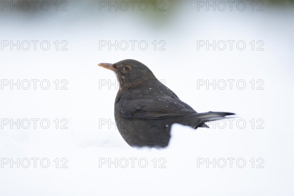 Eurasian blackbird (Turdus merula) adult female garden bird on a snow covered lawn in winter,