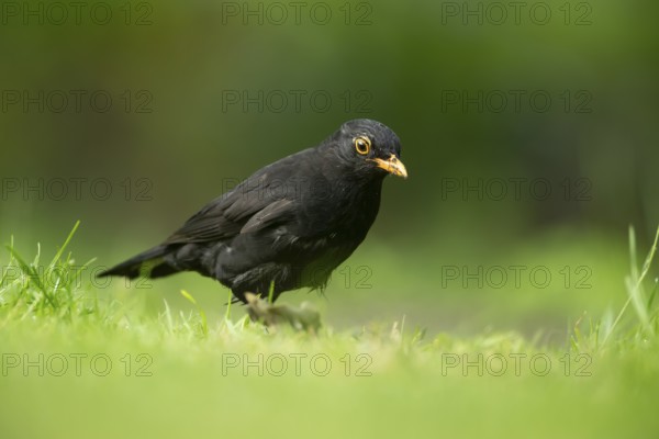 Eurasian blackbird (Turdus merula) adult male garden bird on a grass lawn in summer, England,