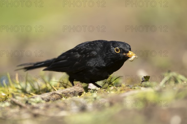 Eurasian blackbird (Turdus merula) adult male garden bird collecting insect grubs in summer,