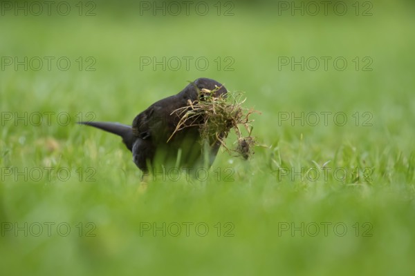 Eurasian blackbird (Turdus merula) adult female garden bird collecting nest material from a grass