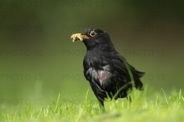 Eurasian blackbird (Turdus merula) adult male garden bird collecting insect grubs on a grass lawn