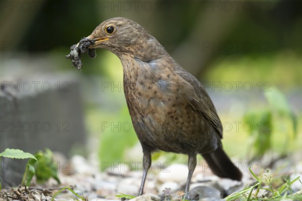 Eurasian blackbird (Turdus merula) adult female garden bird with insect grubs for food in its beak