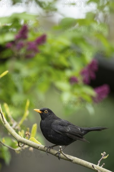 Eurasian blackbird (Turdus merula) adult male garden bird on a tree branch in spring, England,