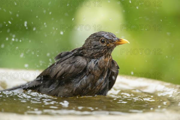 Eurasian blackbird (Turdus merula) adult female garden bird bathing in water in a bird bath in