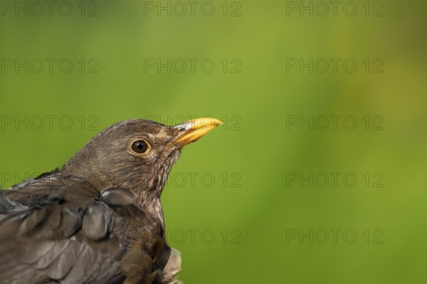Eurasian blackbird (Turdus merula) adult female garden bird head portrait in spring, England,