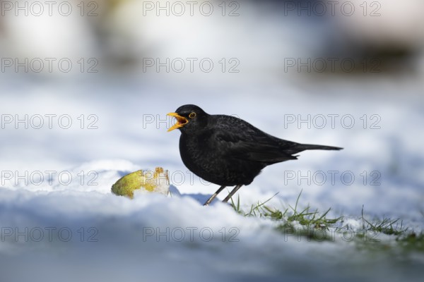 Eurasian blackbird (Turdus merula) adult male garden bird feeding on a pear fruit on a snow covered