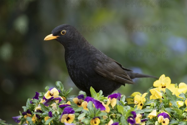 Eurasian blackbird (Turdus merula) adult male garden bird on a planter with flowering Pansy plants