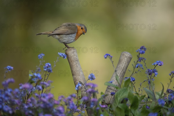European robin (Erithacus rubecula) adult garden bird on shears handle in spring, England, United
