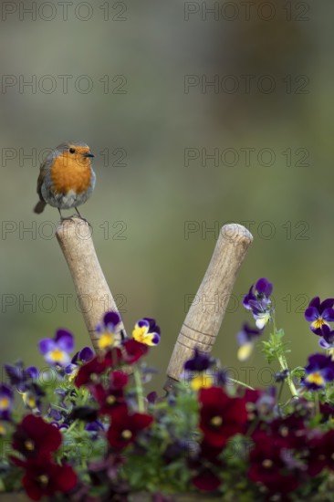 European robin (Erithacus rubecula) adult garden bird on shears handle in spring, England, United