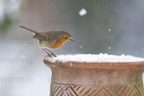 European robin (Erithacus rubecula) adult garden bird on a snow covered plant pot in winter,