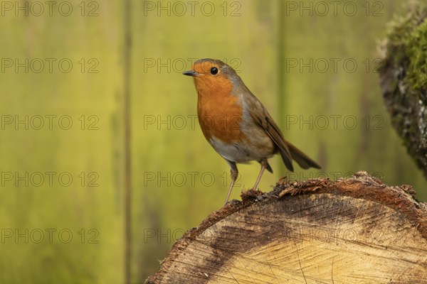 European robin (Erithacus rubecula) adult garden bird on a log pile, England, United Kingdom