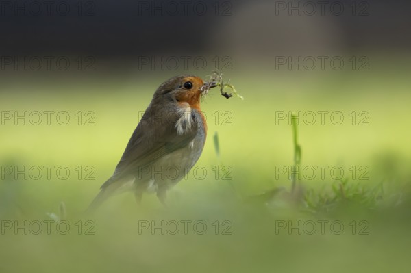 European robin (Erithacus rubecula) adult garden bird on a grass lawn with nest material in its