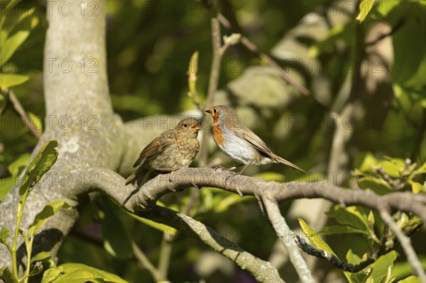 European robin (Erithacus rubecula) adult garden parent bird and a juvenile baby bird on a tree