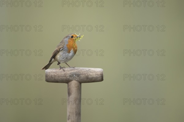 European robin (Erithacus rubecula) adult garden bird on a fork handle with nest material in its