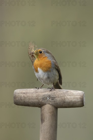 European robin (Erithacus rubecula) adult garden bird on a fork handle with nest material in its