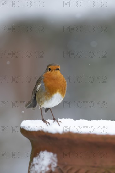 European robin (Erithacus rubecula) adult garden bird on a snow covered plant pot in winter,