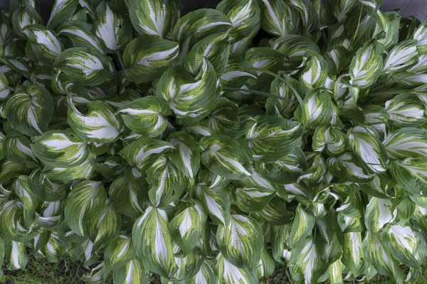 Leaves of hostas (Hosta), Ukraine