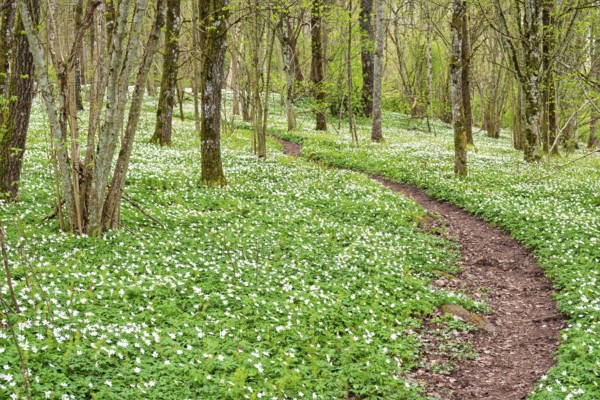 Winding nature footpath in a budding deciduous forest with flowering wood anemones (Anemone