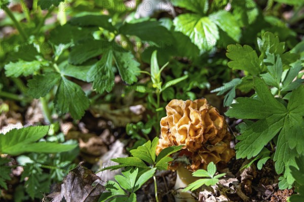 Morel (Morchella conica) an edible mushroom growing on the forest floor amog lush green plants at