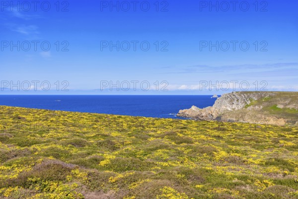 Flowering meadow and a scenics view to the horizon on the sea a sunny summer day, Crozon peninsula,