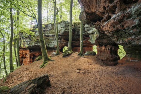 Sandstone Cliffs, Old Castle Rock, near Eppenbrunn, Palatinate Forest, Rhineland-Palatinate,