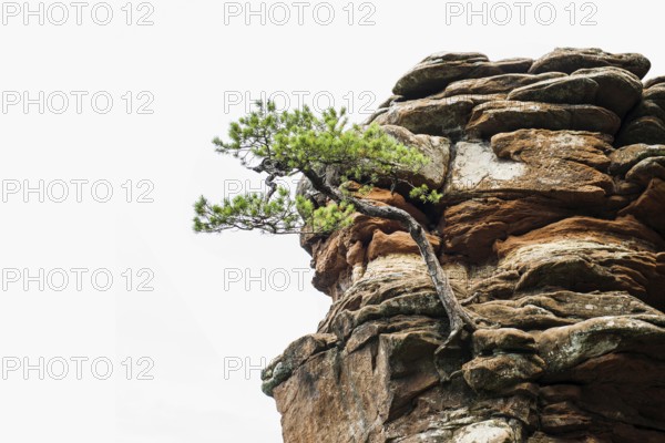 Sandstone rocks, near Hinterweidenthal, Dahner Felsenland, Palatinate Forest, Rhineland-Palatinate,