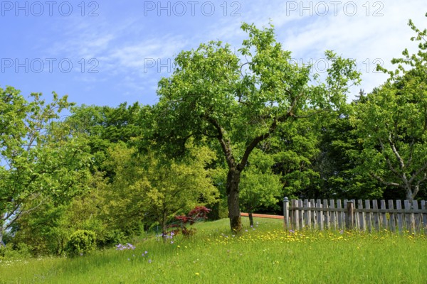 Obstgarten an der Seiser Alm, Seiserhof, bei Bernau über dem Chiemsee, Chiemgau, Upper Bavaria,