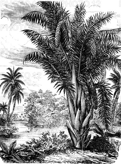 Vine palm, Raphia, palm family (Arecaceae), occurrence in humid, tropical Africa, stemless,