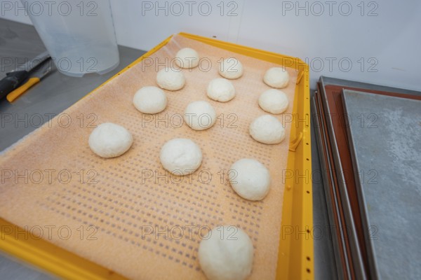 Dozen dough balls on orange tray in bakery environment, baking rolls, Haselstaller Hof, Gechingen,
