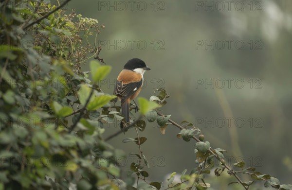 A long-tailed shrike or rufous-backed shrike (Lanius schach) on a tree branch, Sreepur, Gazipur,